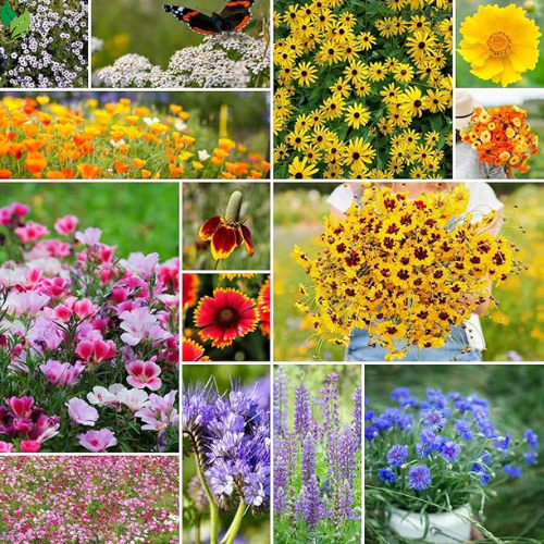 Bird & Butterfly Wildflower Mixed Seeds for Planting, Seeds to Plant Outsides