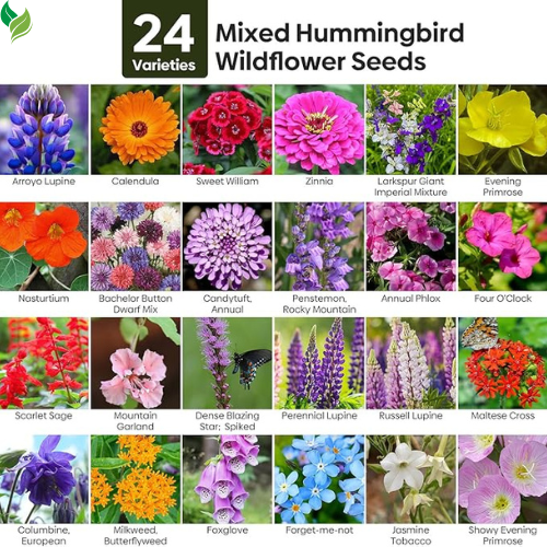 Bird & Butterfly Wildflower Mixed Seeds for Planting, Seeds to Plant Outsides