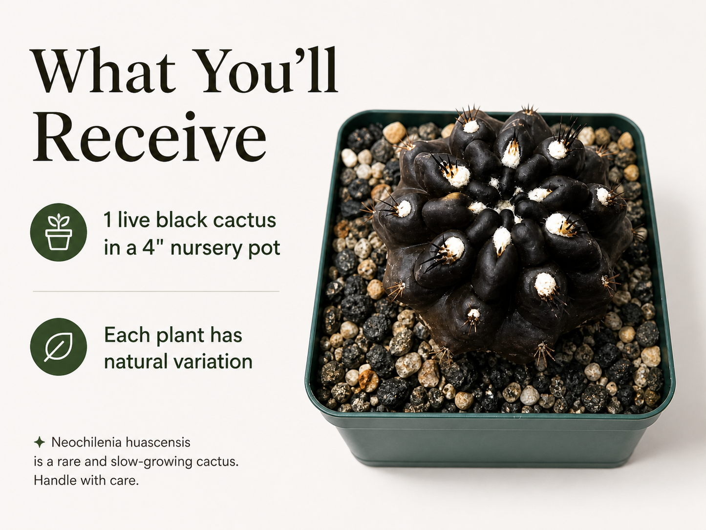 Dark spined cactus for windowsill and desk display