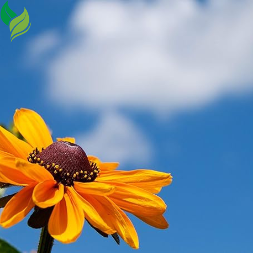 Black Eyed Susan Seeds for Planting, 5000 Seeds, Giving You Beautiful Black Eyed Susan Flowers, Non-GMO, Heirloom Seed Varieties