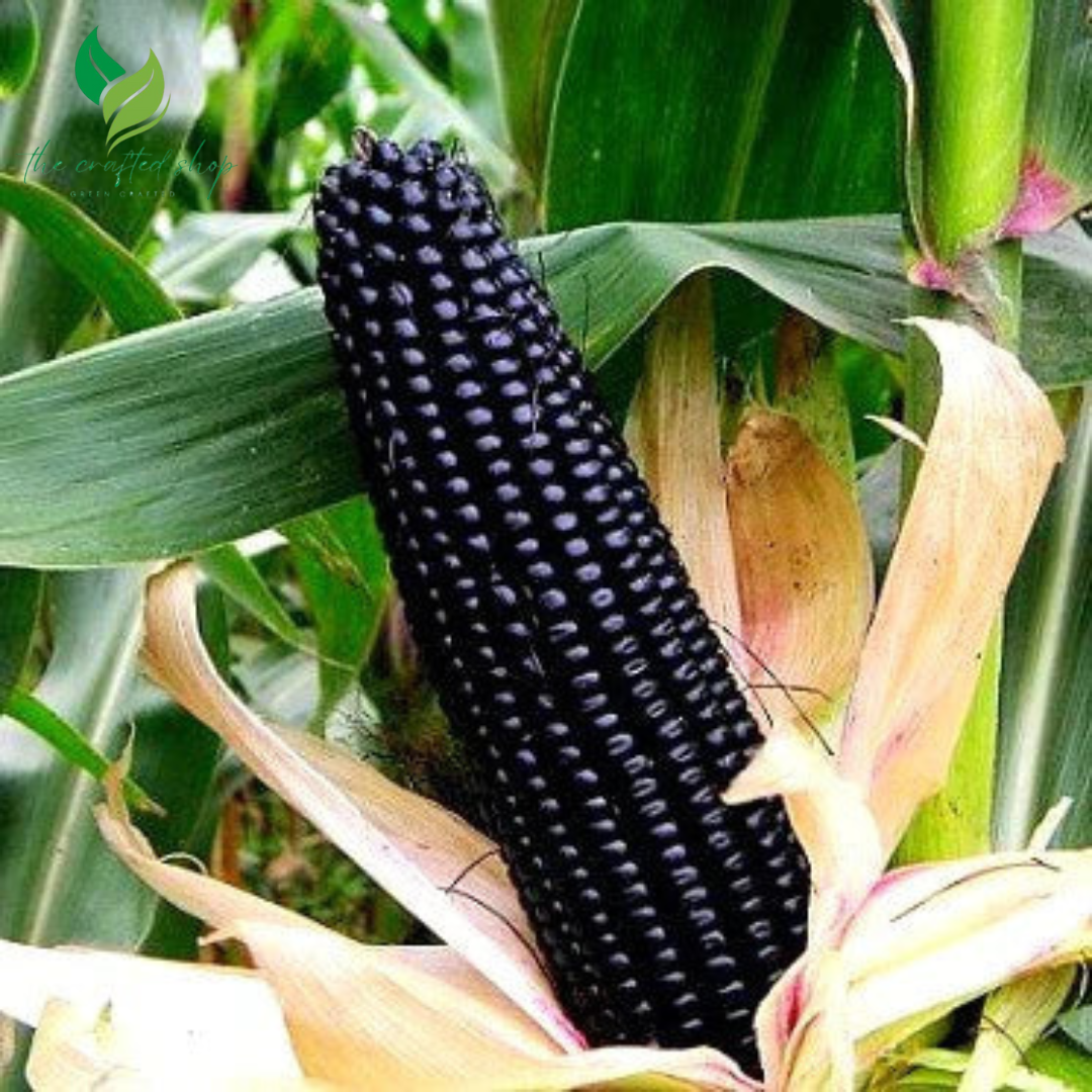 Black Hopi Corn Seeds