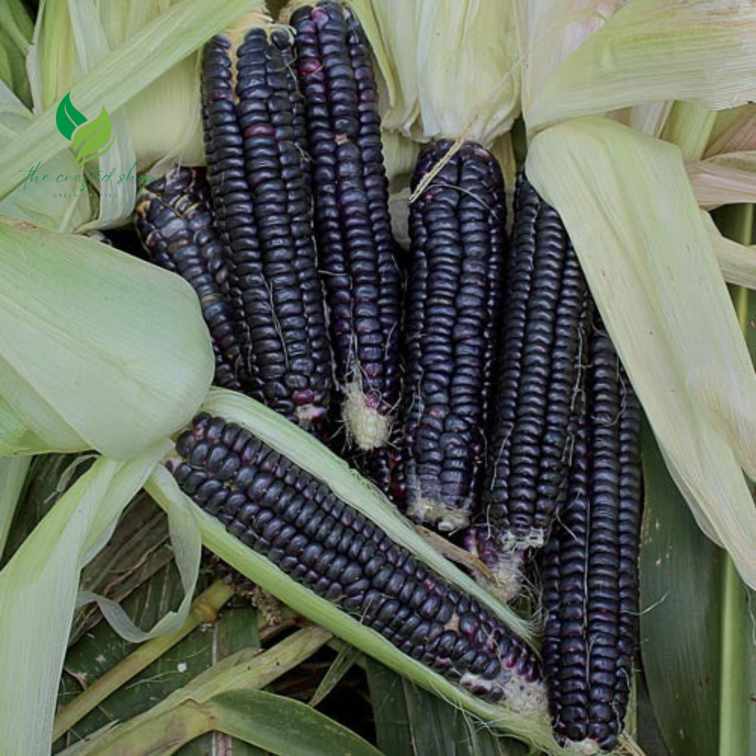 Black Hopi Corn Seeds
