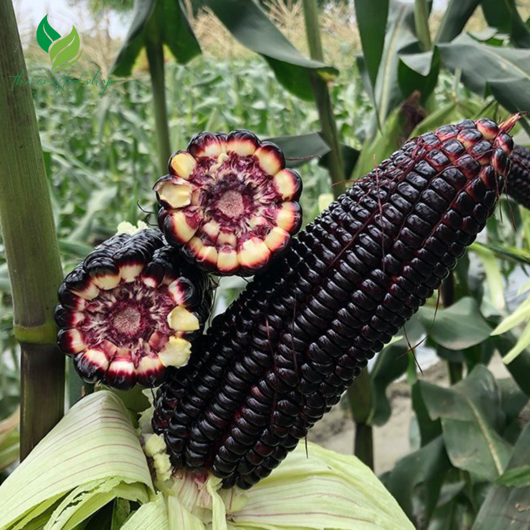 Black Hopi Corn Seeds