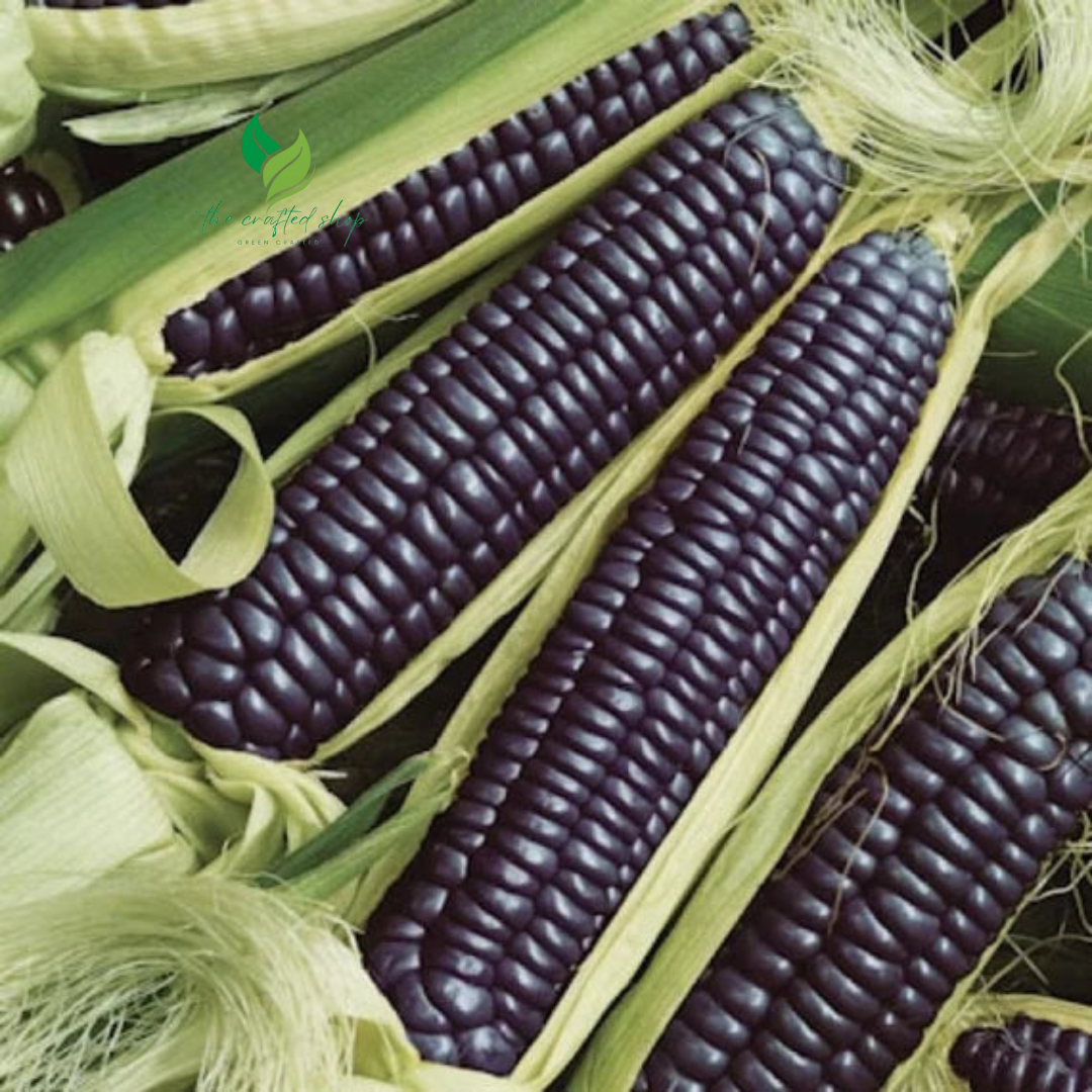 Black Hopi Corn Seeds