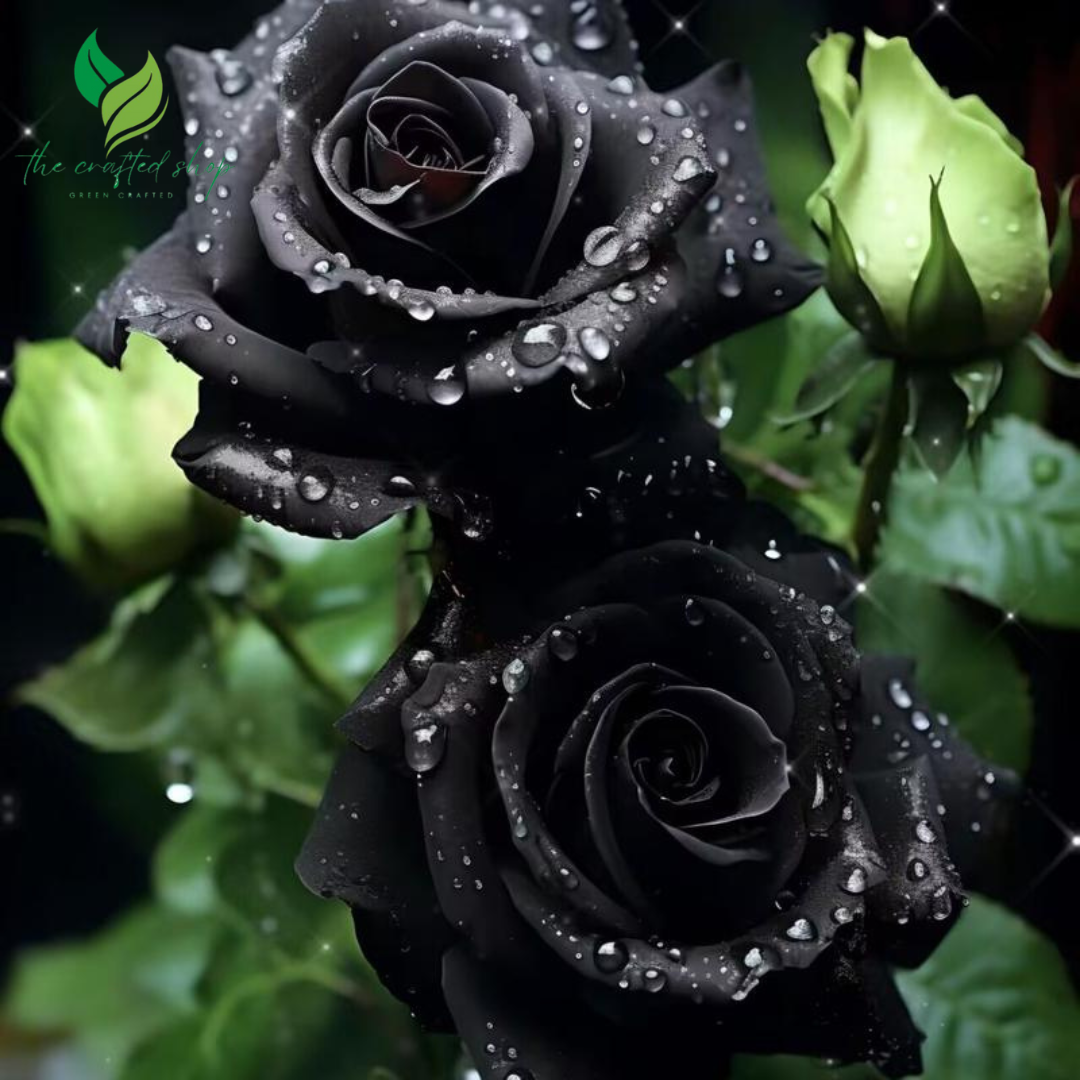 200+ Black Rose Seeds Rose Seeds Home Garden Flower Plant