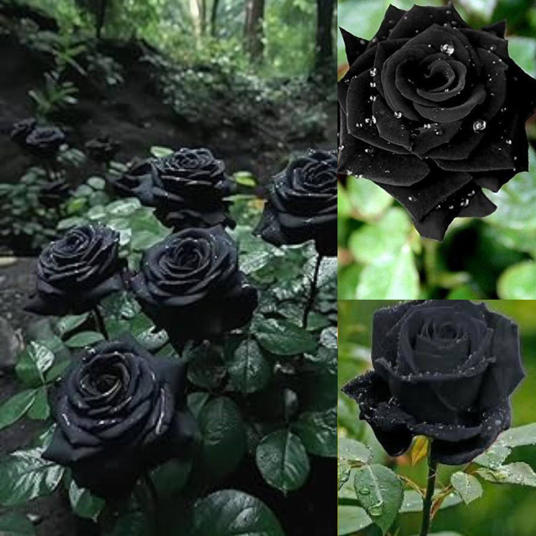 200+ Black Rose Seeds Rose Seeds Home Garden Flower Plant