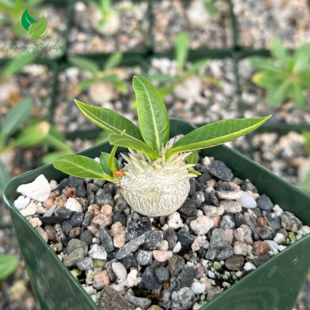 Brevicaule – Rare Caudex Succulent in 3” Pot | Miniature Botanical Sculpture