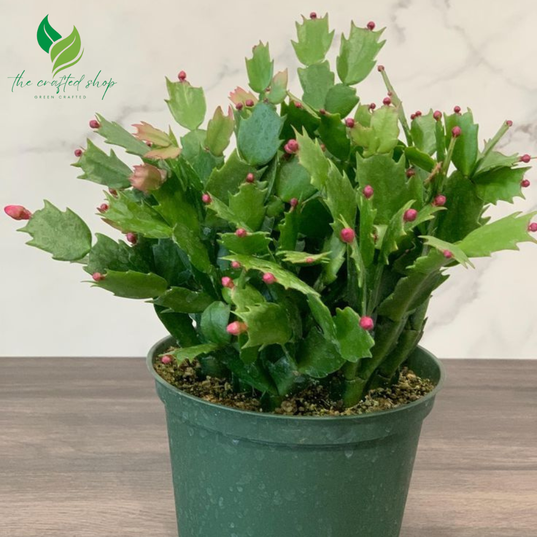 Christmas Cactus, Flowering House PlantChristmas Cactus – Live Flowering House Plant in 2", 4", or 6" Pot | Easy-Care Holiday Blooms in 2", 4", 6" pot