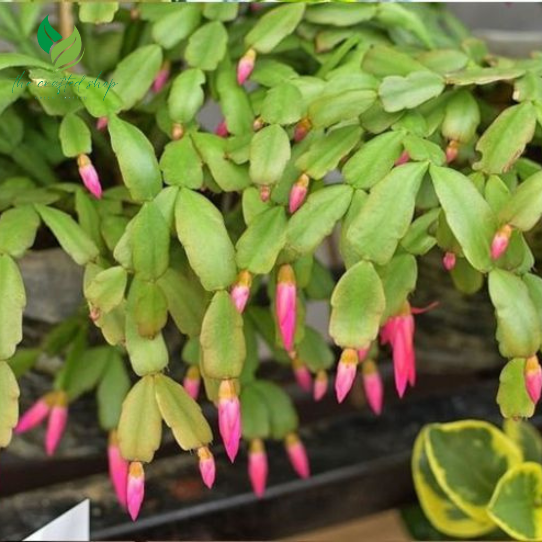 Christmas Cactus, Flowering House PlantChristmas Cactus – Live Flowering House Plant in 2", 4", or 6" Pot | Easy-Care Holiday Blooms in 2", 4", 6" pot
