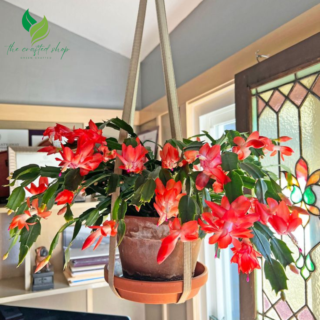 Christmas Cactus, Flowering House PlantChristmas Cactus – Live Flowering House Plant in 2", 4", or 6" Pot | Easy-Care Holiday Blooms in 2", 4", 6" pot