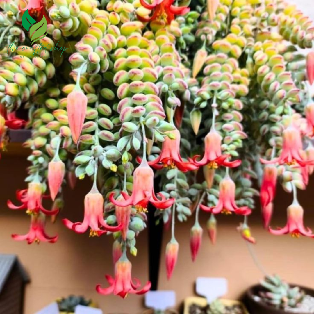 Cotyledon Pendens - Rare Hanging Succulent Plant | 2" or 4" Pot – Live Plant