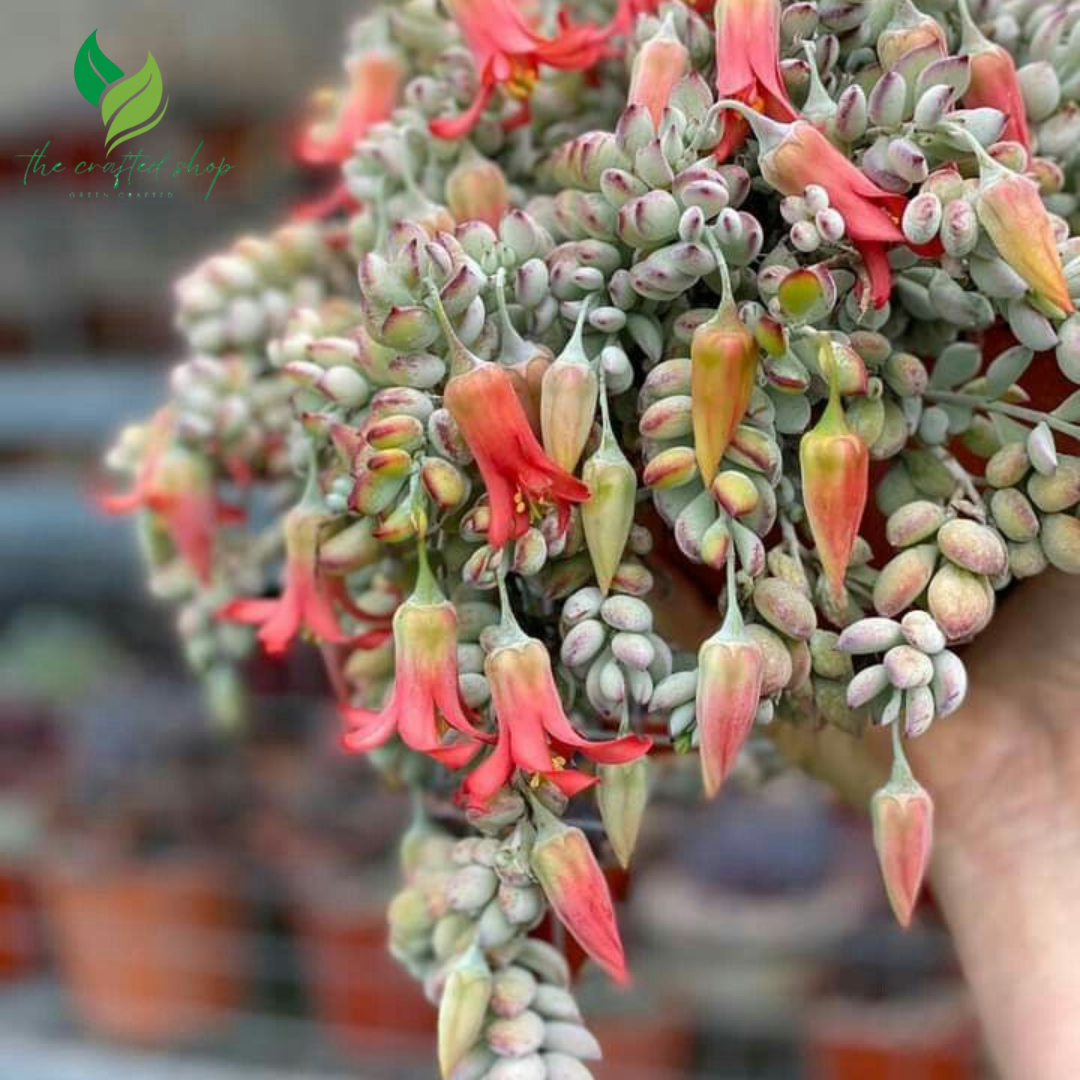 Cotyledon Pendens - Rare Hanging Succulent Plant | 2" or 4" Pot – Live Plant