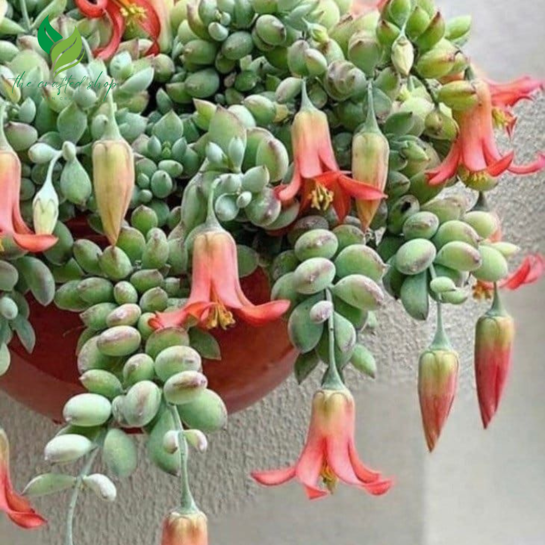 Cotyledon Pendens - Rare Hanging Succulent Plant | 2" or 4" Pot – Live Plant