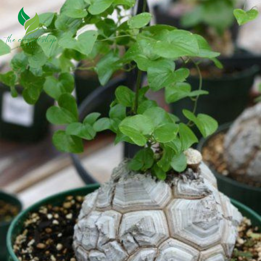 Dioscorea Elephantipes Caudex or Live Plant (Elephant's Foot / Turtle Shell Plant)