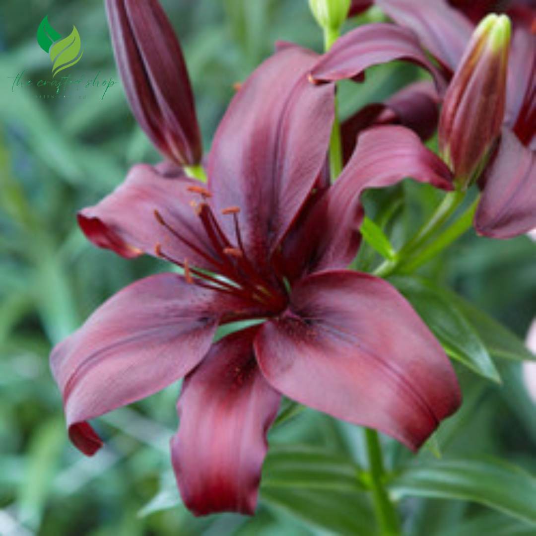 Ducati Asiatic Lily Bulbs - 1 Lily Highland Flowering Bulbs for Planting | Sweet Fragrance, Large Blooms, Attracts