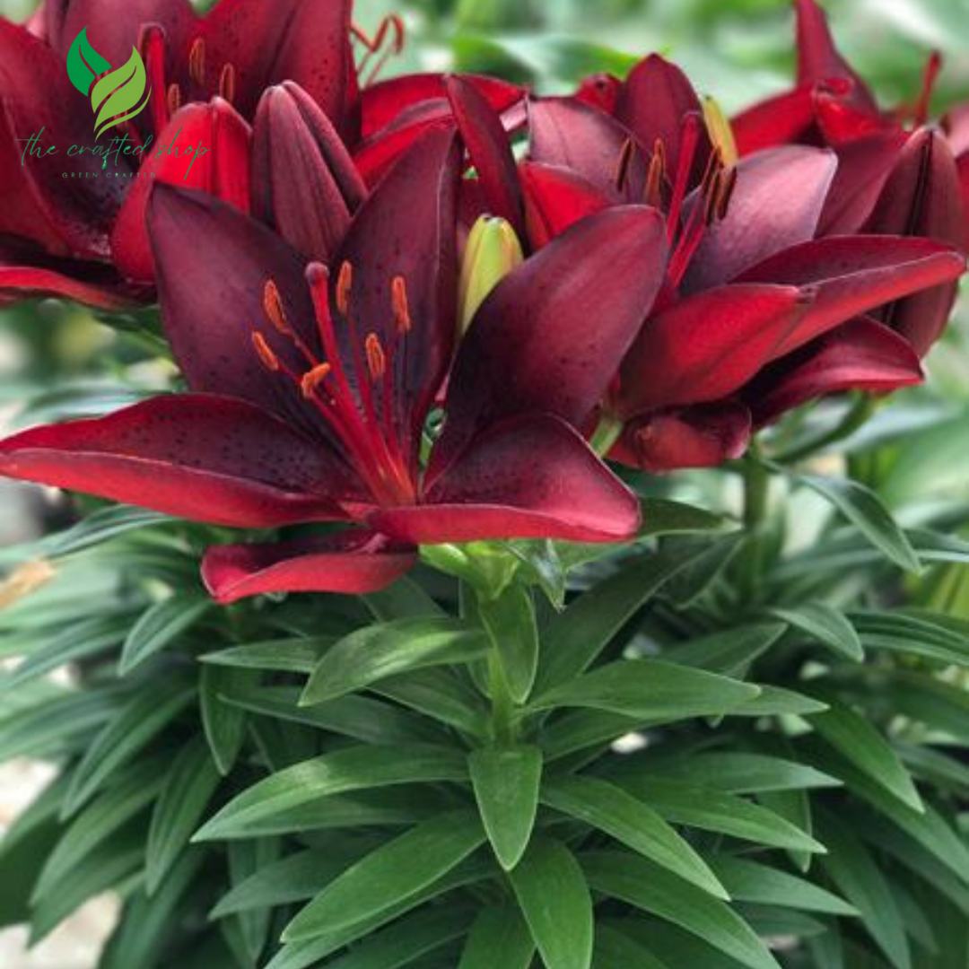 Ducati Asiatic Lily Bulbs - 1 Lily Highland Flowering Bulbs for Planting | Sweet Fragrance, Large Blooms, Attracts