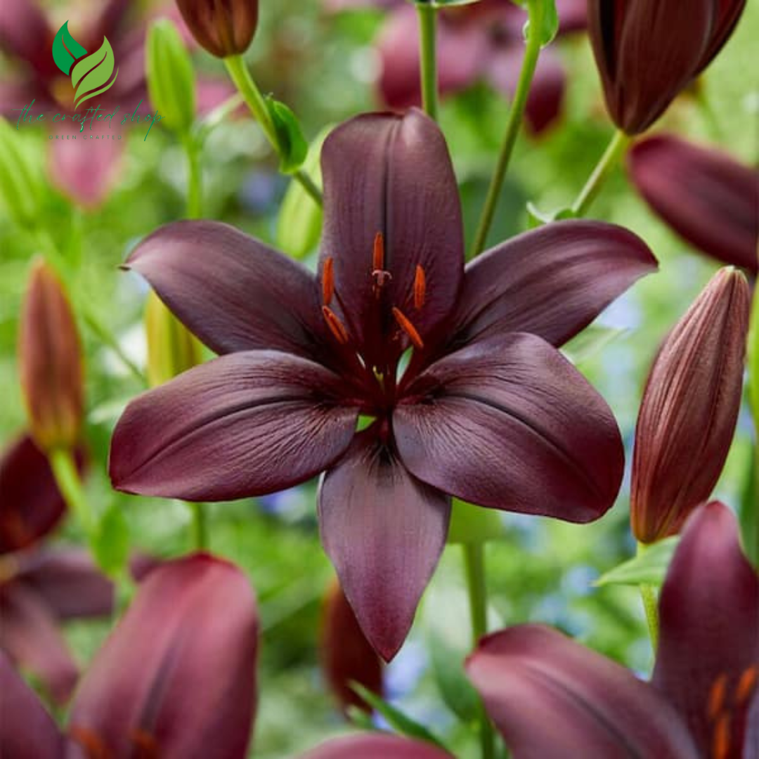 Ducati Asiatic Lily Bulbs - 1 Lily Highland Flowering Bulbs for Planting | Sweet Fragrance, Large Blooms, Attracts