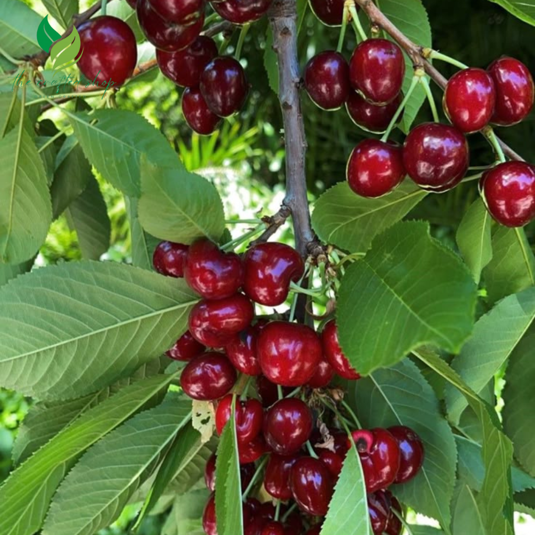 Dwarf Cherry Seed and Tree – BigBerry Sweet Cherry