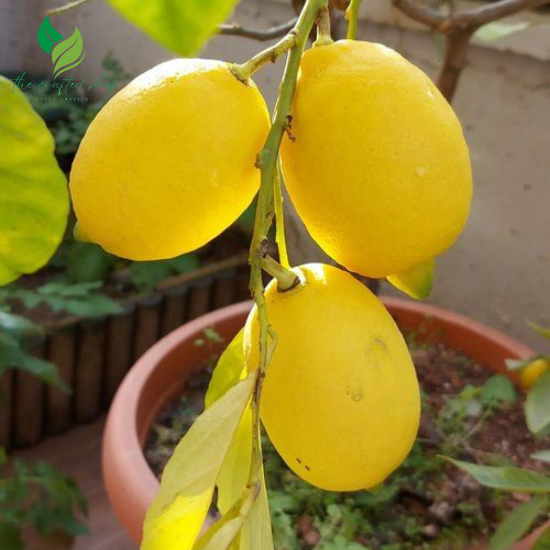 Dwarf Lemon Bonsai Tree Seeds – 20 Seeds for Mini Citrus Tree Growing Indoors or Outdoors