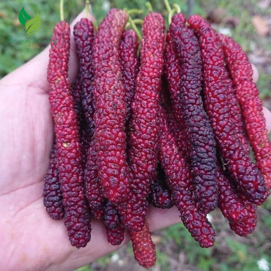 Dwarf Pakistan Mulberry Plant Tree – Everbearing, Sweet Fruit Producer in 4" Pot