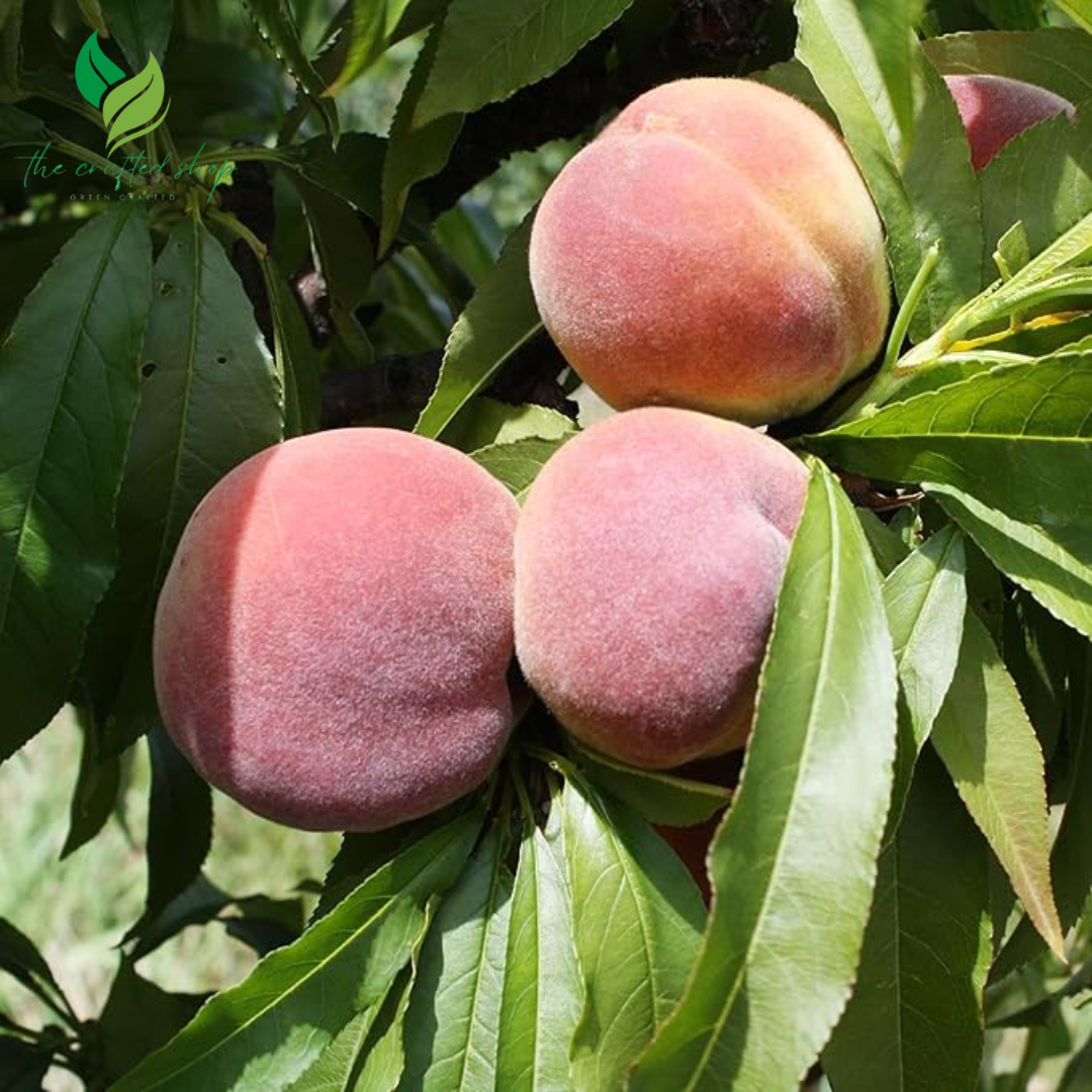 Dwarf Peach Tree Seeds