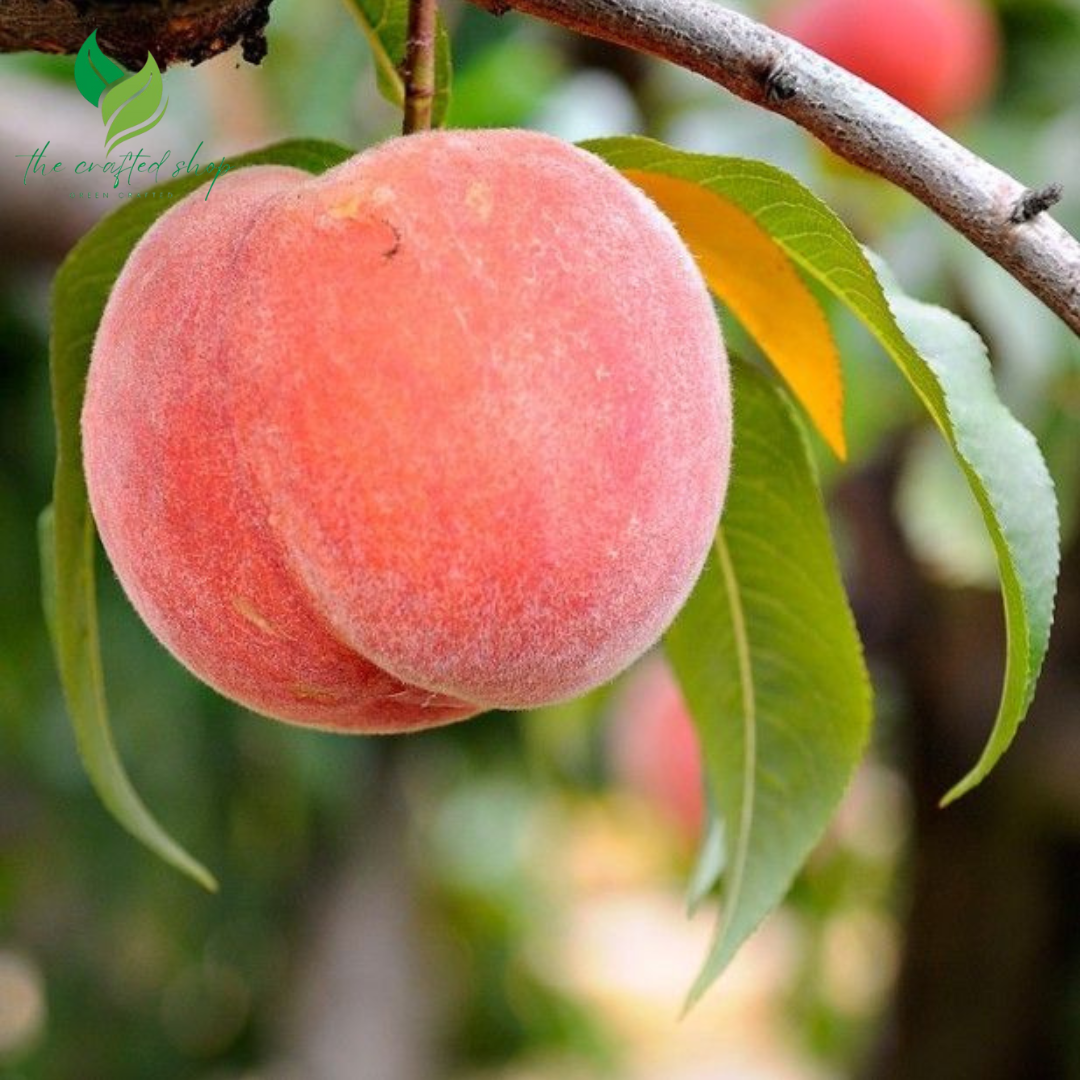 Dwarf Peach Tree Seeds