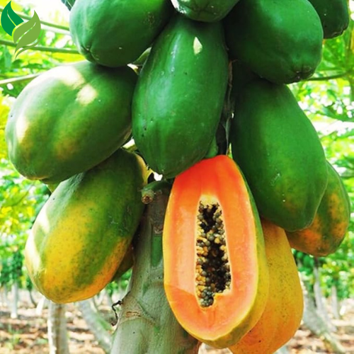 Dwarf Red Lady Papaya Tree – Sweet, Fast-Growing, and Easy to Grow (Live Plant, 3-8 inches Tall)