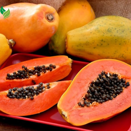 Dwarf Red Lady Papaya Tree – Sweet, Fast-Growing, and Easy to Grow (Live Plant, 3-8 inches Tall)
