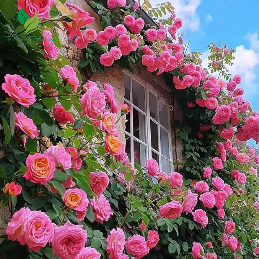 Garden Climbing Rose Seeds – 200+ Mixed Colors for Trellis, Fence & Vertical Blooms