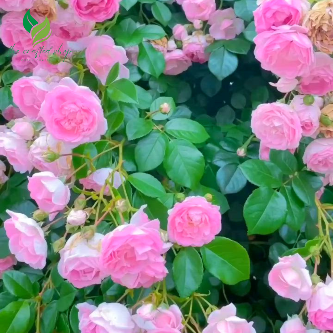 Garden Climbing Rose Seeds – 200+ Mixed Colors for Trellis, Fence & Vertical Blooms