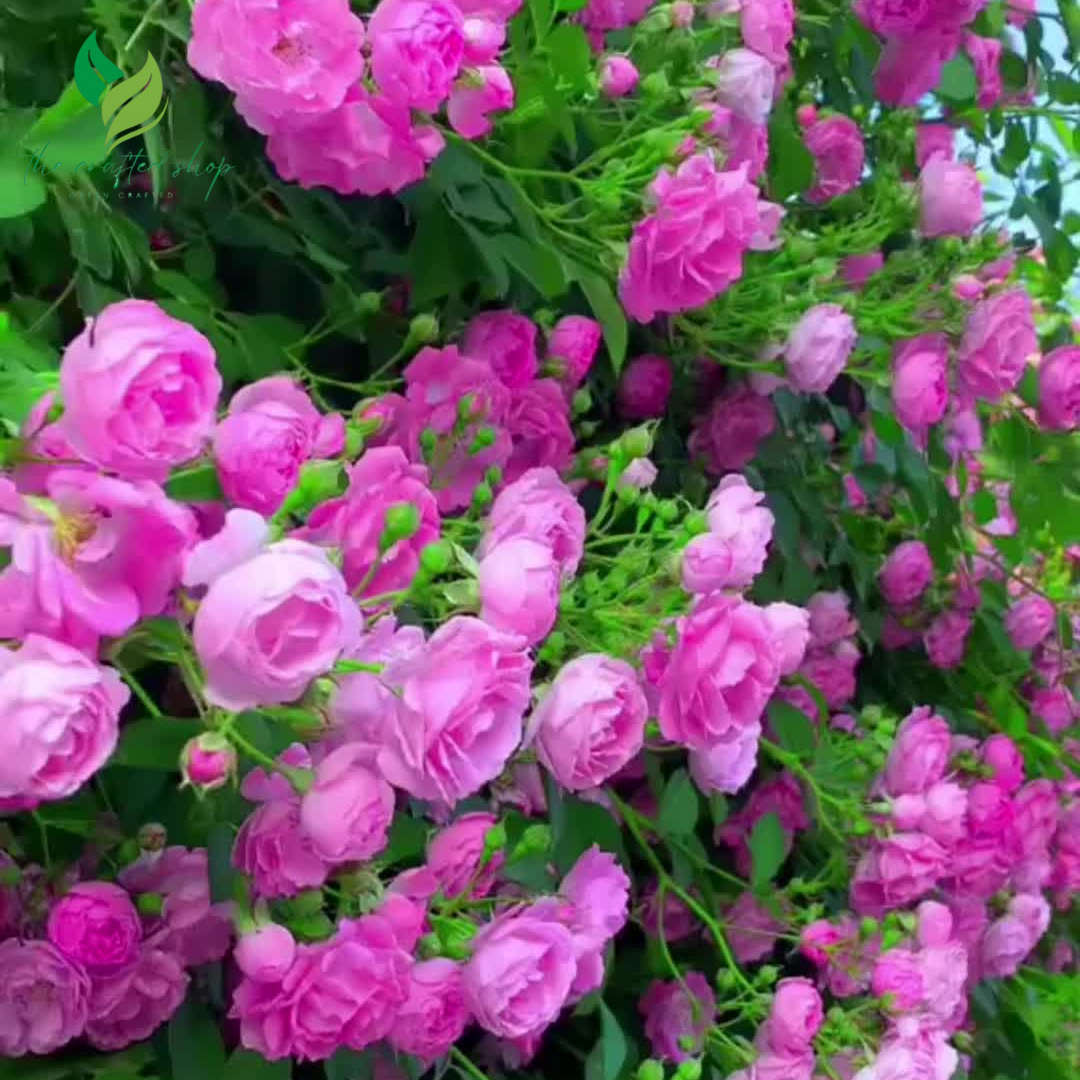 Garden Climbing Rose Seeds – 200+ Mixed Colors for Trellis, Fence & Vertical Blooms