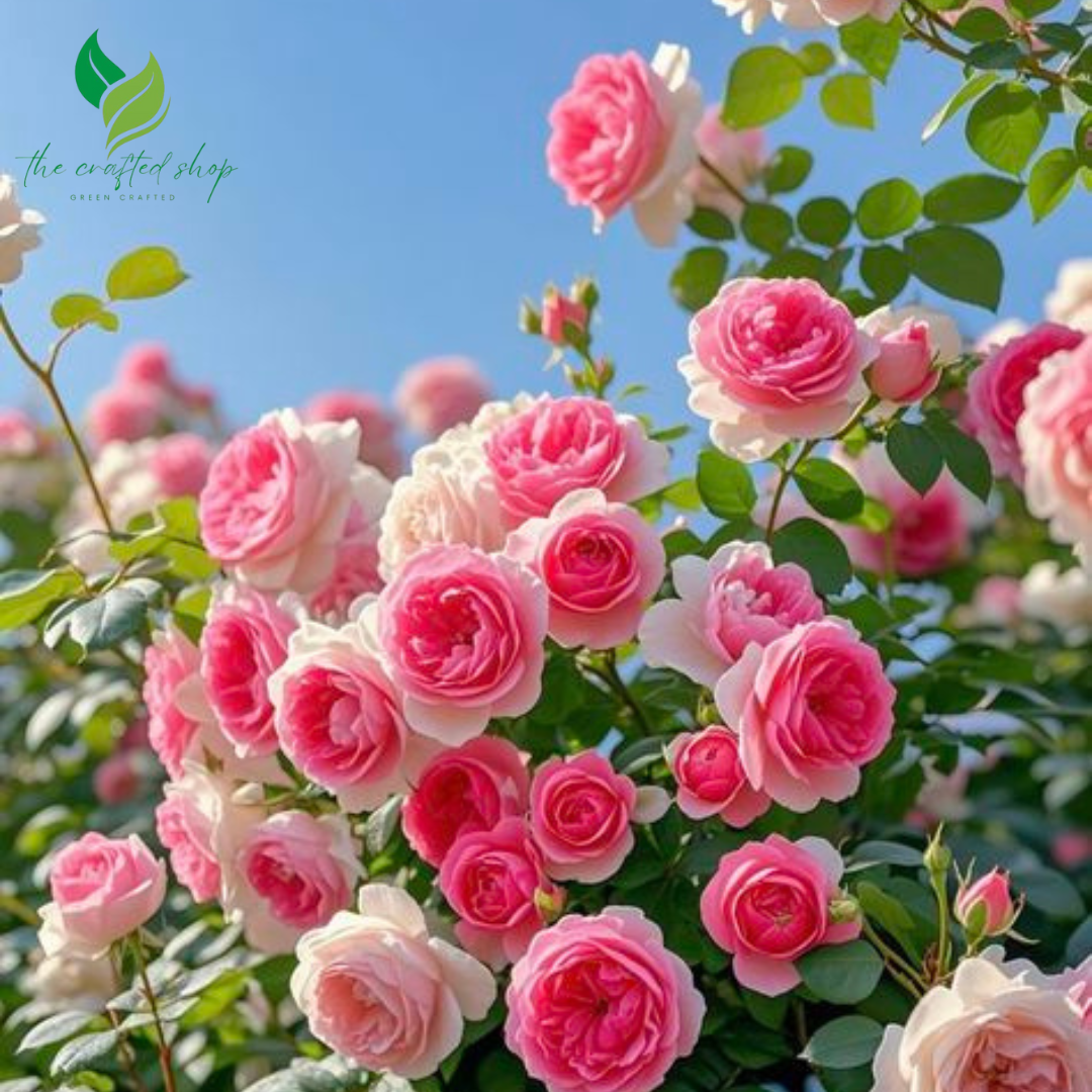 Garden Climbing Rose Seeds – 200+ Mixed Colors for Trellis, Fence & Vertical Blooms