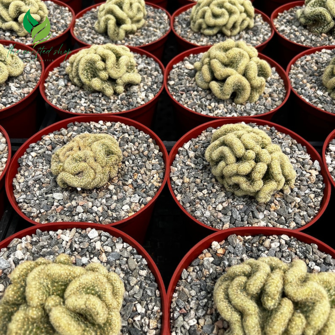 Golden Brain Cactus (4’’ Pot) – A Twisted Beauty of Nature