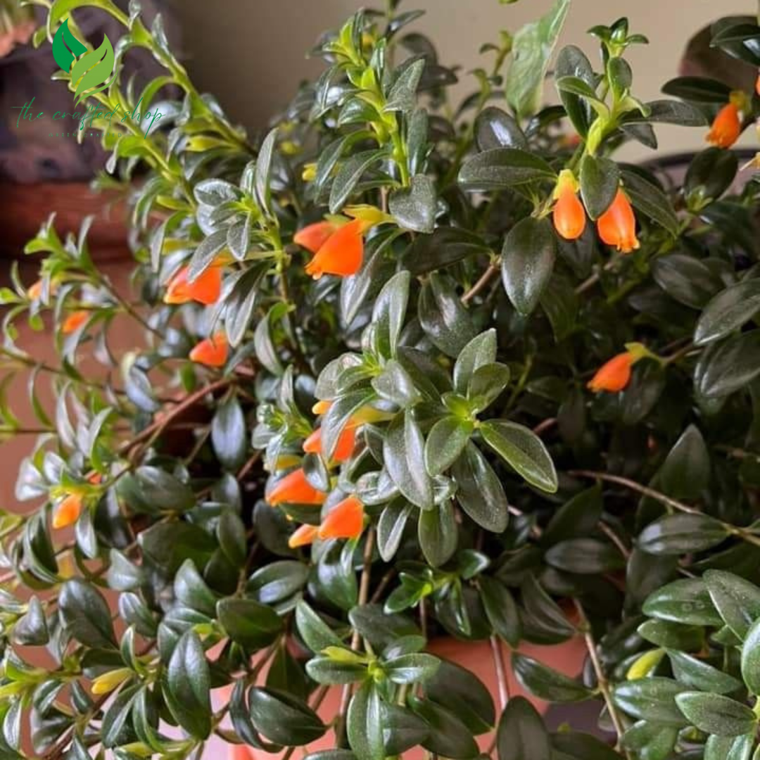 Goldfish Plant (Columnea Nematanthus) – Live Plant