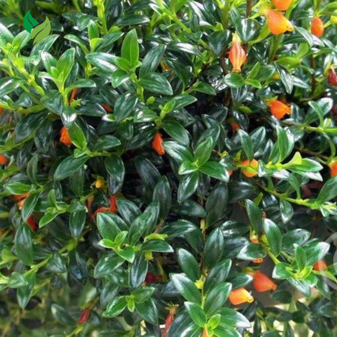 Goldfish Plant (Columnea Nematanthus) – Live Plant