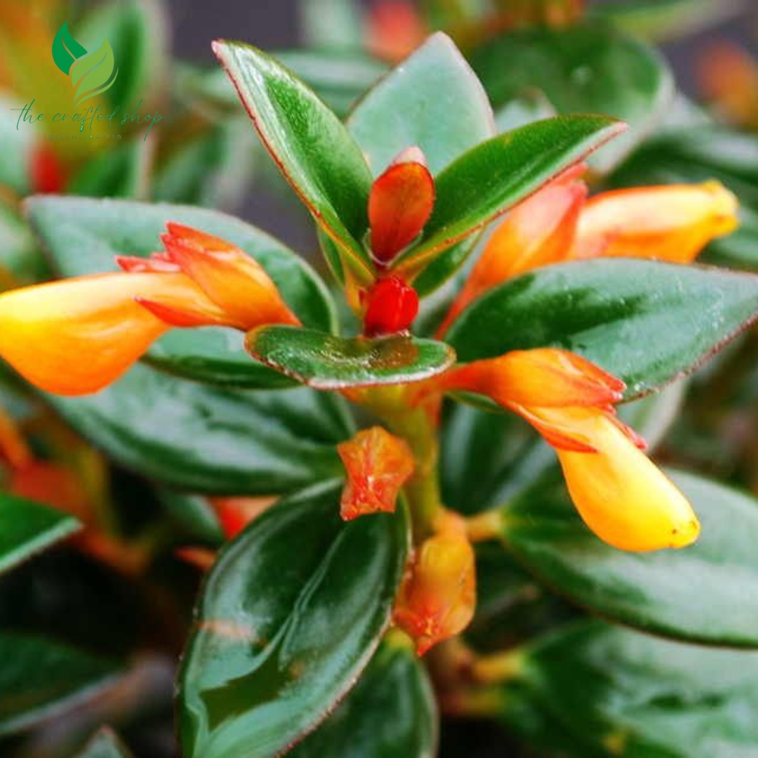 Goldfish Plant (Columnea Nematanthus) – Live Plant