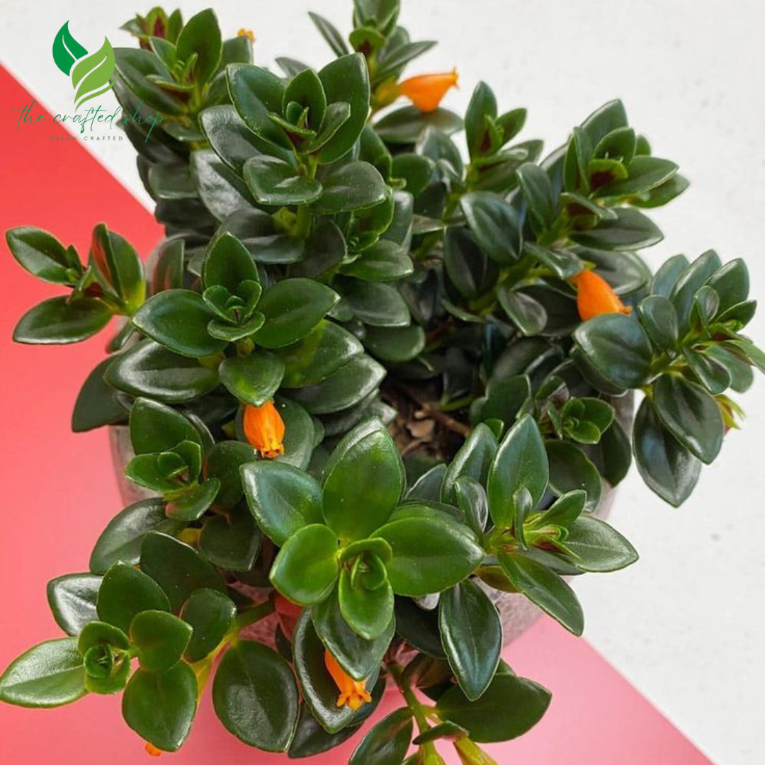 Goldfish Plant (Columnea Nematanthus) – Live Plant