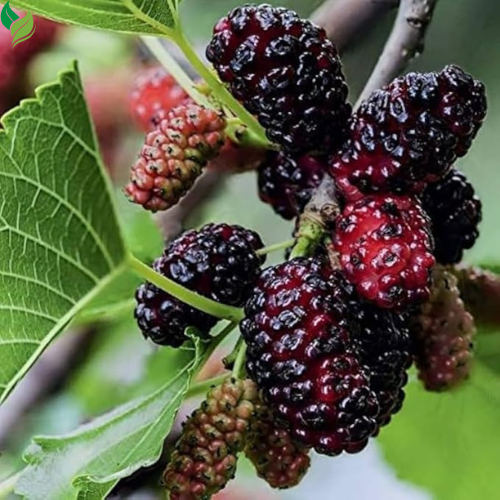 Dwarf Pakistan Mulberry Plant Tree – Everbearing, Sweet Fruit Producer in 4" Pot