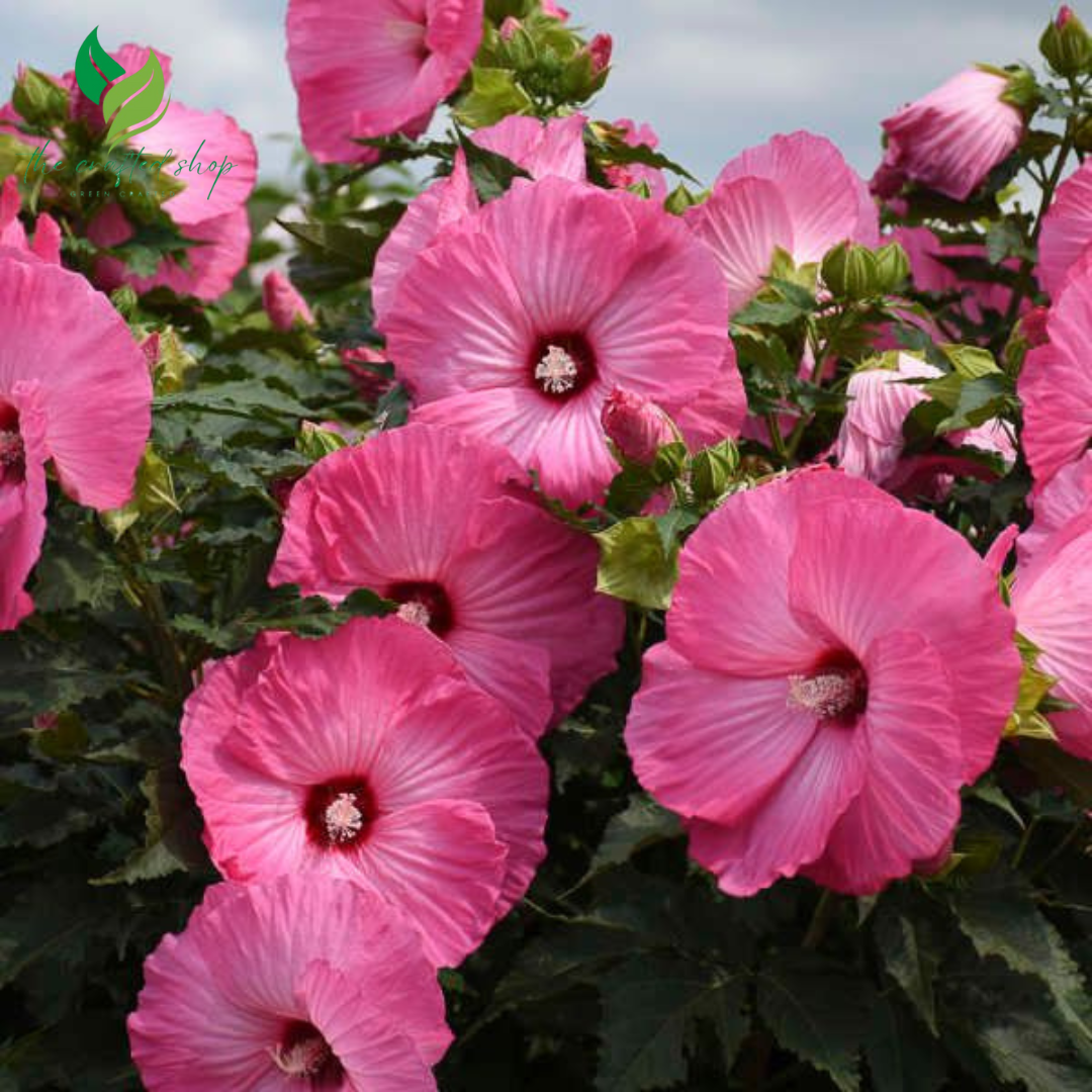Hibiscus Flower Seeds – Vibrant Tropical Blooms for Garden or Container Growing