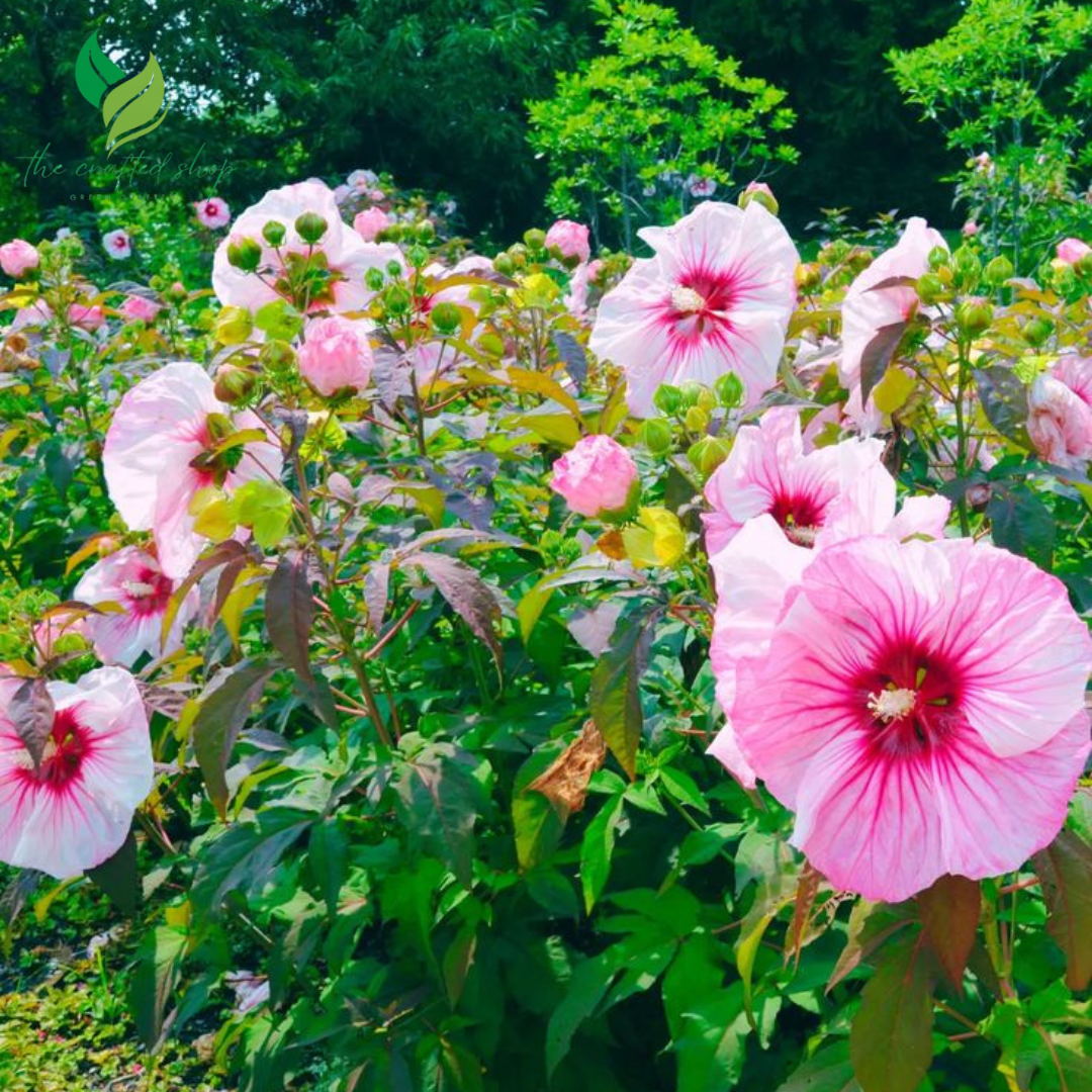 Hibiscus Flower Seeds – Vibrant Tropical Blooms for Garden or Container Growing