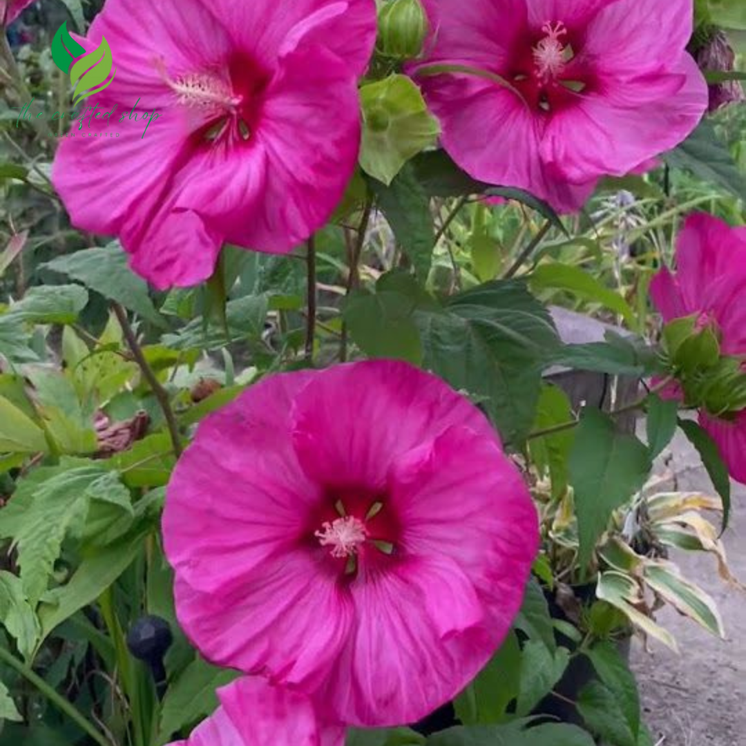 Hibiscus Flower Seeds – Vibrant Tropical Blooms for Garden or Container Growing