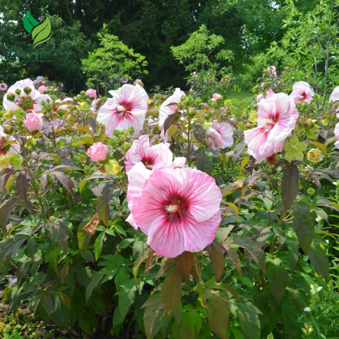 Hibiscus Flower Seeds – Vibrant Tropical Blooms for Garden or Container Growing