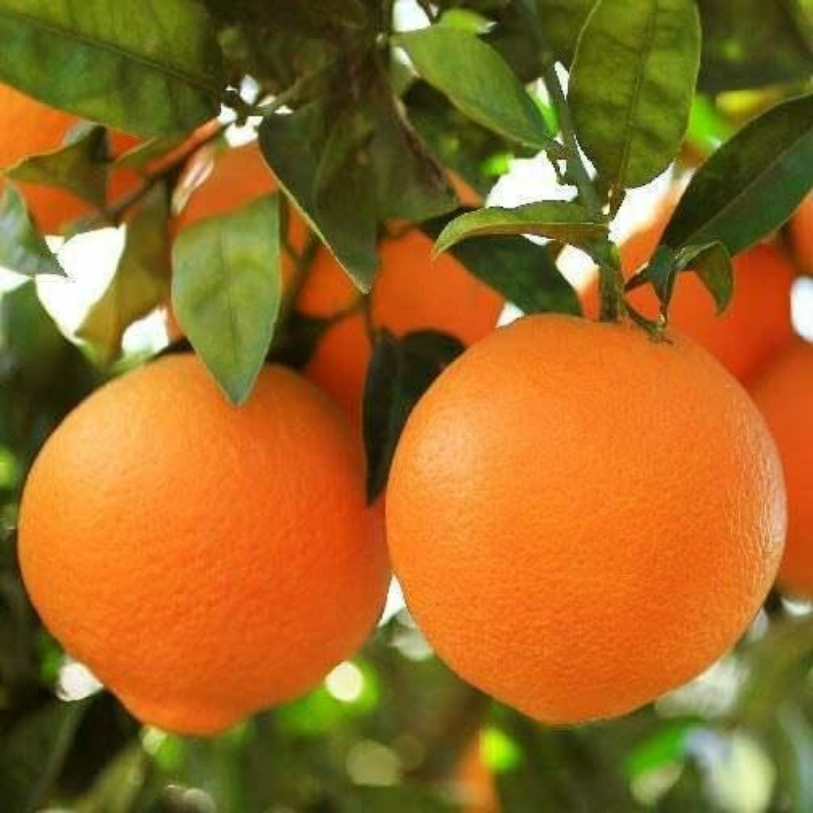 Honey Tangerine (Murcott Mandarin) Tree - 2-5 Inch Tall Live Plant