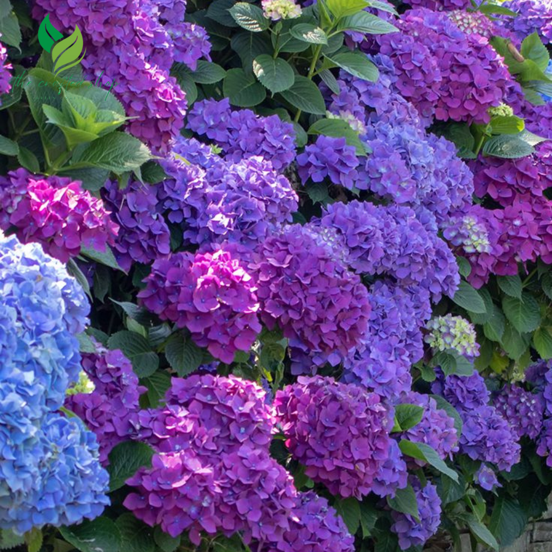 Hydrangea Flower Seeds – 100 Seeds | Stunning Blooms in Shades of Blue, Pink & White | Garden or Patio Beauty
