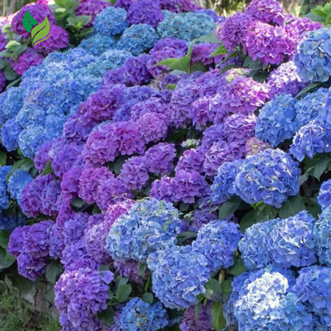 Hydrangea Flower Seeds – 100 Seeds | Stunning Blooms in Shades of Blue, Pink & White | Garden or Patio Beauty