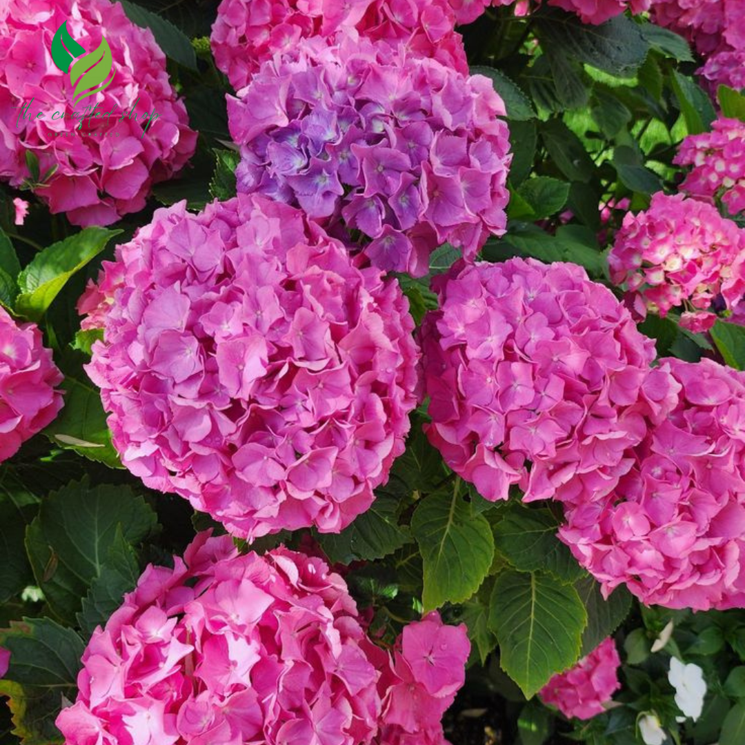 Hydrangea Flower Seeds – 100 Seeds | Stunning Blooms in Shades of Blue, Pink & White | Garden or Patio Beauty
