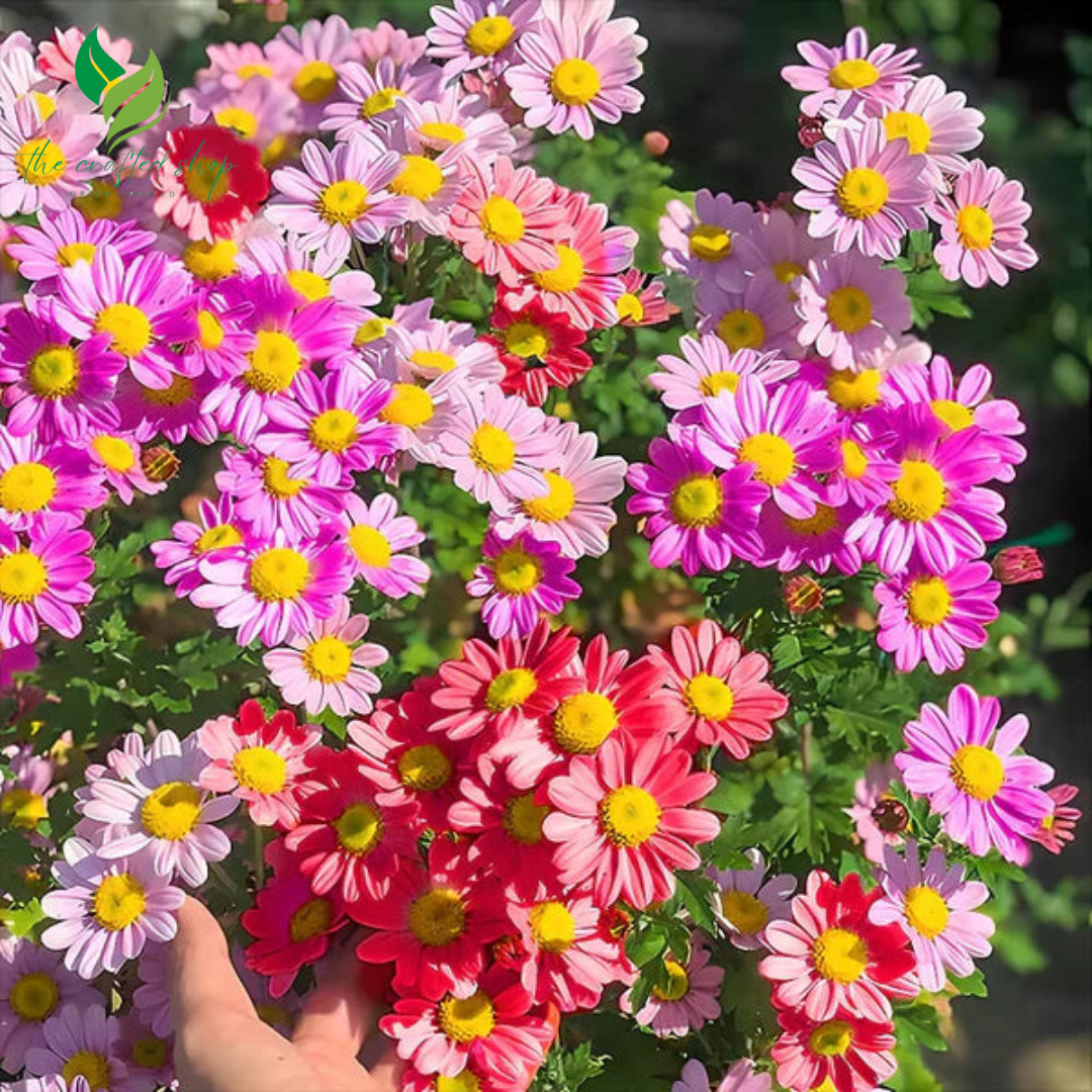 Insect Killer: Mixed Color Pyrethrum Seeds - Pyrethrum Daisy Seeds