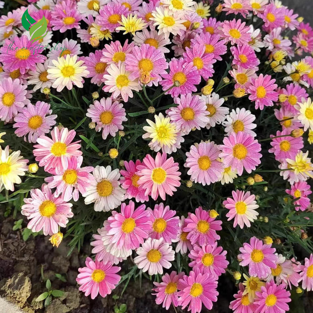 Insect Killer: Mixed Color Pyrethrum Seeds - Pyrethrum Daisy Seeds