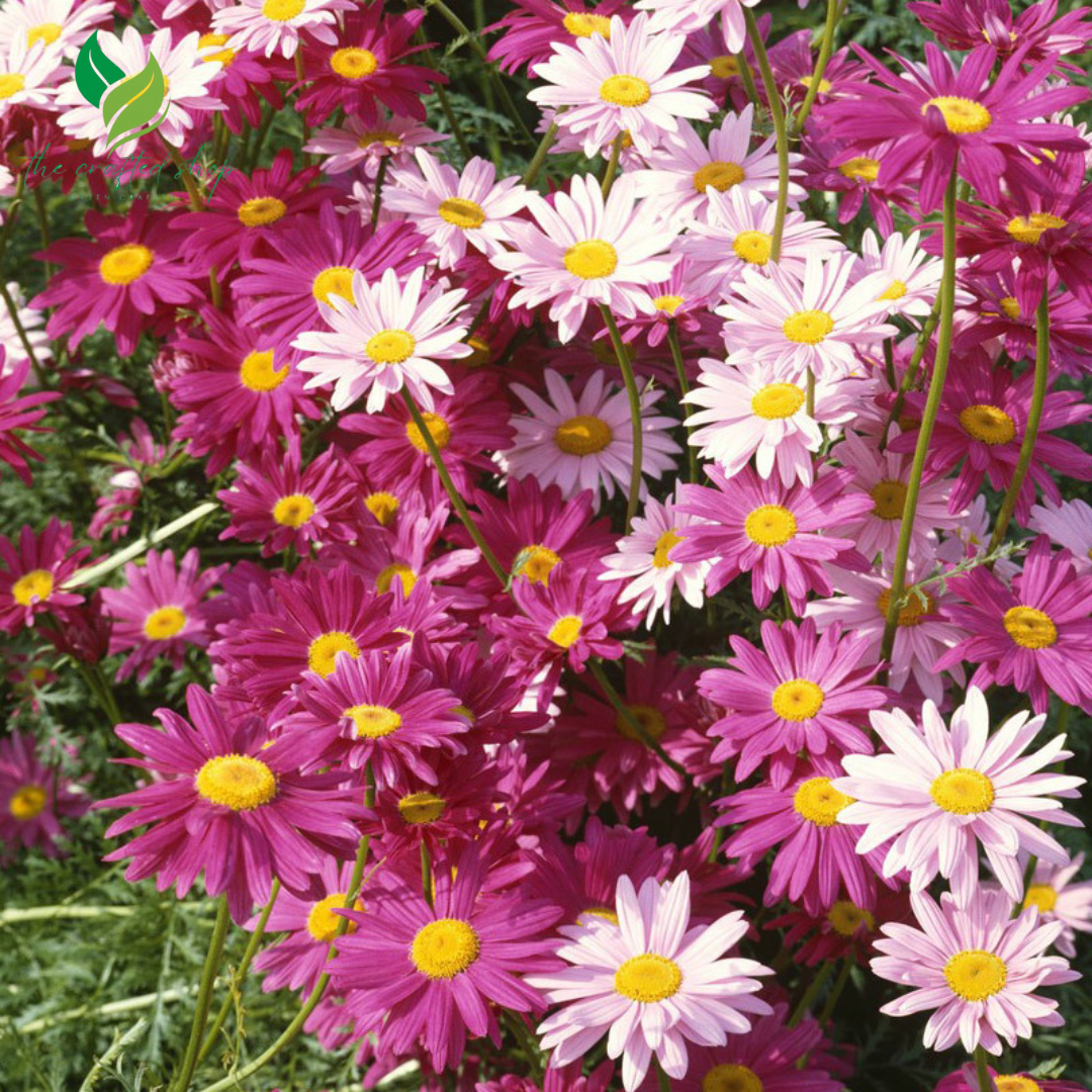 Insect Killer: Mixed Color Pyrethrum Seeds - Pyrethrum Daisy Seeds