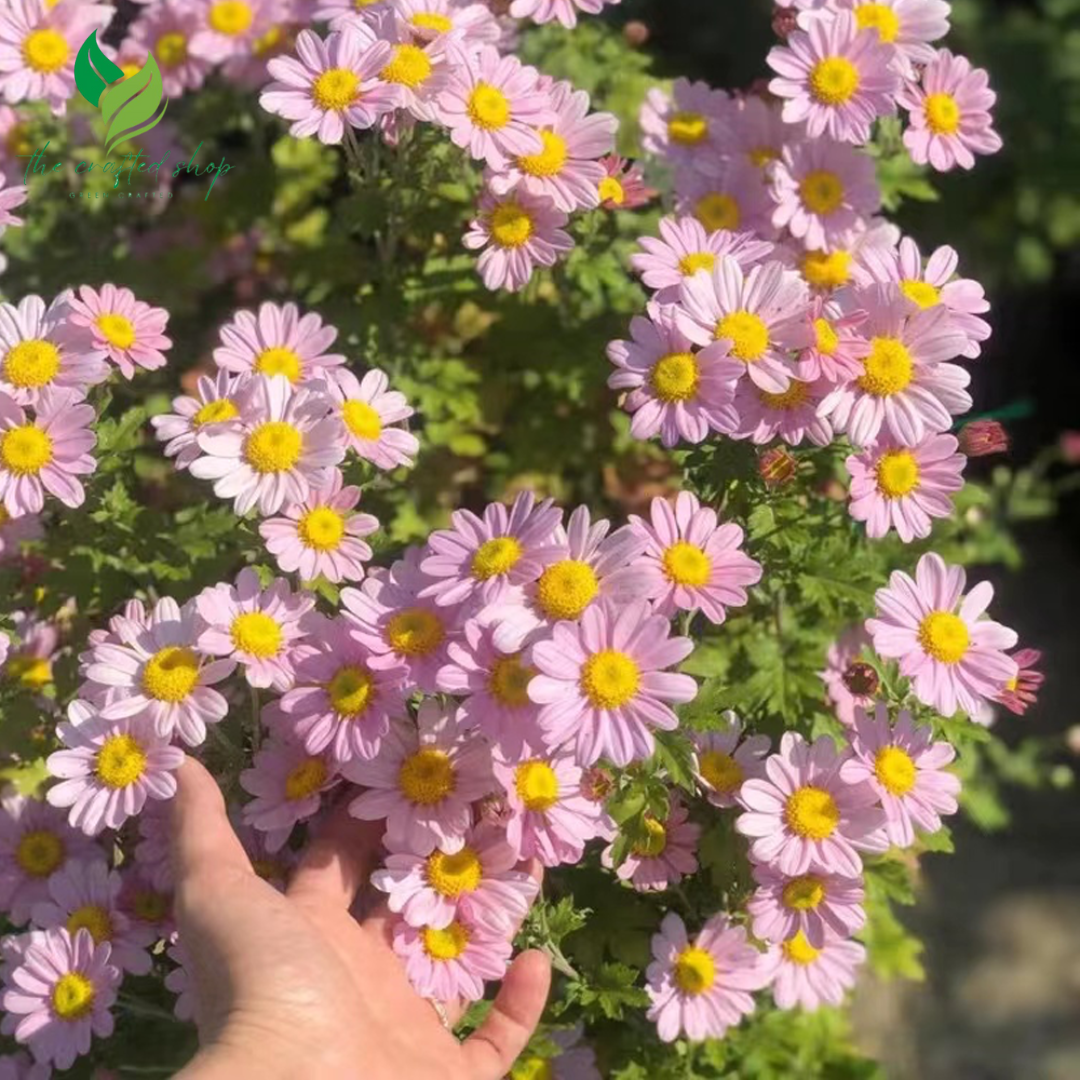 Insect Killer: Mixed Color Pyrethrum Seeds - Pyrethrum Daisy Seeds